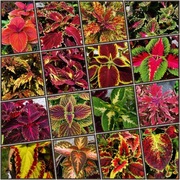 Koleus Rainbow - 16 odmian-100szt nasion