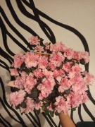 Azalia japońska różowa - pięknie kwitnąca roślina doniczkowa