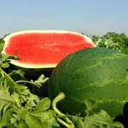 Nasiona arbuza Dumara F1 