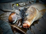 Koszyk zanętowy-Mistyshell small / brąz / 60g-70g 