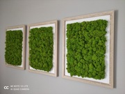 Obraz Mech Chrobotek 3szt., 30/40cm