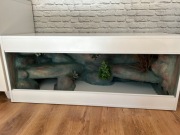 Terrarium dla agamy 120 x 50 x 50 cm