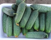 Ogórek Sparta F1 - Nasiona Holenderskie