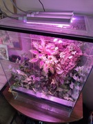 Terrarium szkło podwójna wentylacja z profesjonalnej ręki 60x45x40cm