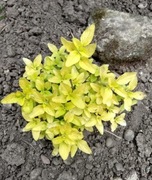 Złote oregano -lebiodka na skalniak