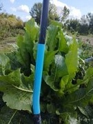 Chrzan pospolity,dziki, ostry sadzonki 10 szt,korzeń chrzanu