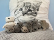 Kotki brytyjskie miot T 5-cio pokoleniowy Rodów FPL