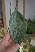Hoya coriacea silver 