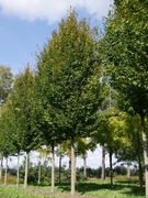 Grab pospolity sprzedam 