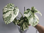 Monstera White Snow piękne wybarwienie ukorzeniony dół 