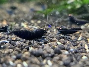 Krewetki Caridina - Royal Blue Tiger Shrimp. Grupa hodowlana 10 + 2 sztuki