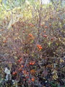 Głożyna, jujuba, Zizipus jujuba, sadzonka