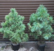 sosna wejmutka o wysokości 190-220