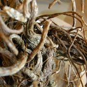 Arcydzięgiel litwor – Twoja naturalna energia i odporność | 33 zł/kg