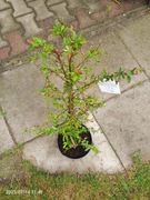 Pyracantha soleil d or