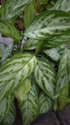 Aglaonema sadzonki 
