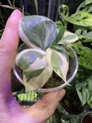 Filodendron Gabby mutacja