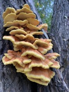 Żółciak siarkowy 1kg (młody). " smakuje jak kurczak" 