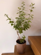 Lagerstroemia, egzotyk, bez południa, 40 cm + doniczka 