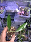 hoya stoneana | hoja