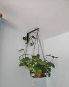 Bluszcz Pokojowy Bardzo Ładny