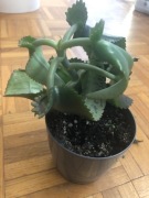 Żyworódka w doniczce 