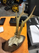 Poroże sarny 1913r stan bardzo dobry 