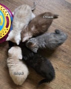 Piękne kociaki brytyjskie z legalnej hodowli FPL