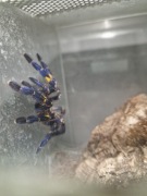 Poe Metalica L9