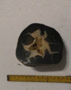 Septaria z okolic Częstochowy