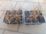 Turzyca Bronze form sadzonka trawa ozdobna 