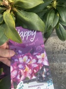 Rododendron Pushy Purple trójbarwne kwiaty Inharho