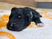 Szczeniak Unikat Rasowy Polska Aussiedoodle