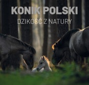 Konik polski - dzikość z natury ALBUM Paweł Marczakowski