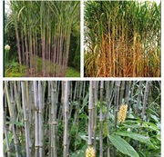 Miskant lutarioriparius 