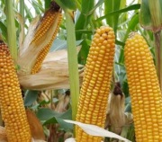 Nasiona kukurydzy Casandro + OptiPlus Saatbau