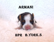 Biewer Yorkshire Terrier Armani