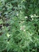 sadziec konopiasty Eupatorium cannabinum nasiona