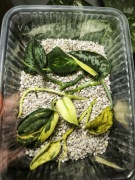 Zestaw Scyndapsus Exotica hologram variegata Silver Cloud mayari scindapsus