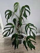 Monstera Burle Marx Flame kolekcjonerska 5 listny szczyt 