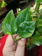 epipremnum njoy gold