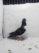 Gołąb ozdobny, Czajka Wiedeńska, samica