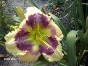 Liliowiec Polite Child