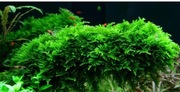 Java Moss premium jawajski  Dorosły. Podwodny lub emers.terrarium. 