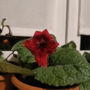 Liść skretnika DS-Amore Mo