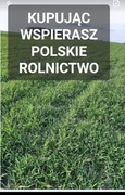 Ostatnie kilogramy Żyto ozime na poplon ziarno poplon 20 kg POLSKIE ŻYTO