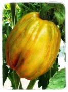 Green Tulip Pomidor Kolekcjonerski