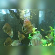 Ryby dyskowce paletki młode powyżej 8 cm 