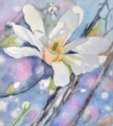 "Magnolia gwiażdzista"