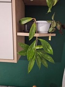 Hoya pubicalyx splash ukorzeniona 